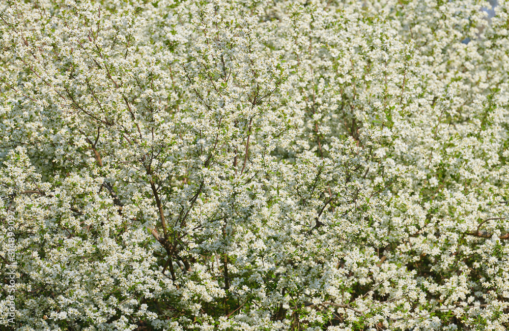 Trees full of white flowers, a symbol of spring. Trees full of white flowers, a symbol of spring.