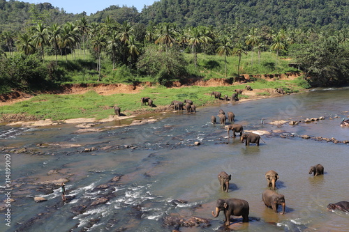 Photography bathing elephants on the river
