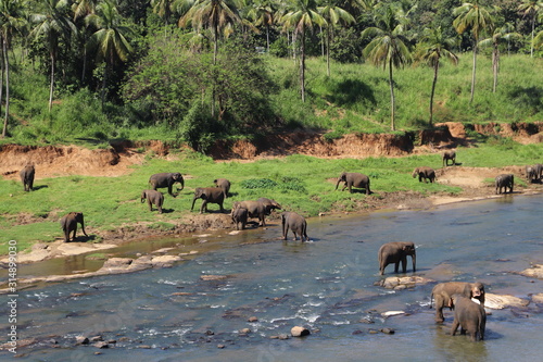 Canvas Print herd of elephants in national park sri lanka