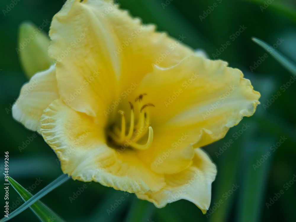 color picture with lily flower fragments on blurred background, close-up view color picture with lily flower fragments on blurred background, close-up view