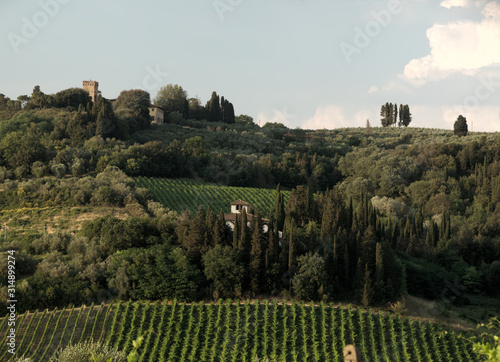 Tuscan Fields and Vineyard in Summer