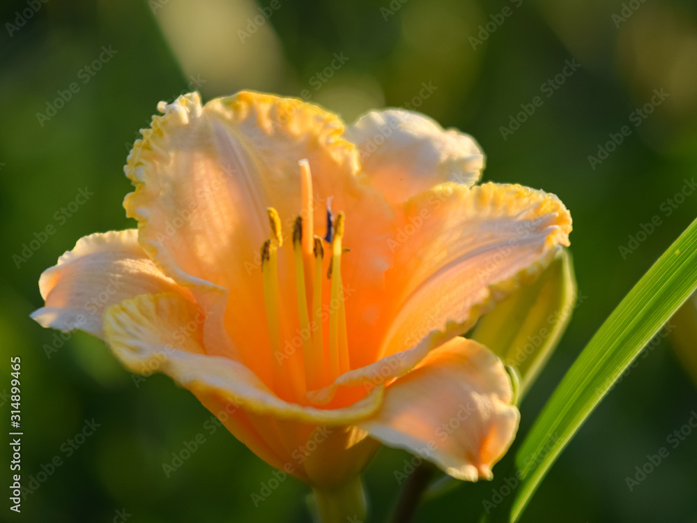 color picture with lily flower fragments on blurred background, close-up view color picture with lily flower fragments on blurred background, close-up view