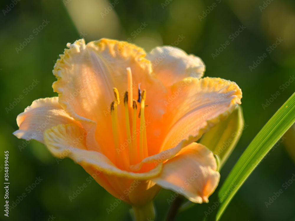 color picture with lily flower fragments on blurred background, close-up view