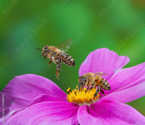 Fliegende Honigbiene, Flug einer Honigbiene, Honigbiene fliegt über Schmuckkörbchen, fliegende Honigbiene über Cosmea Blüte, Honigbienen auf Cosmea, fliegendes Insekt, fliegendes Insekt © Jürgen Kottmann
