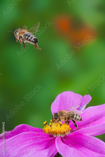 Fliegende Honigbiene über Cosmea Blüte, Schmuckkörbchen mit Honigbienen, fliegende Honigbiene über Blüte des Schmuckkörbchens, Blütenbesuch von Honigbienen, Apis mellifera auf Cosmea