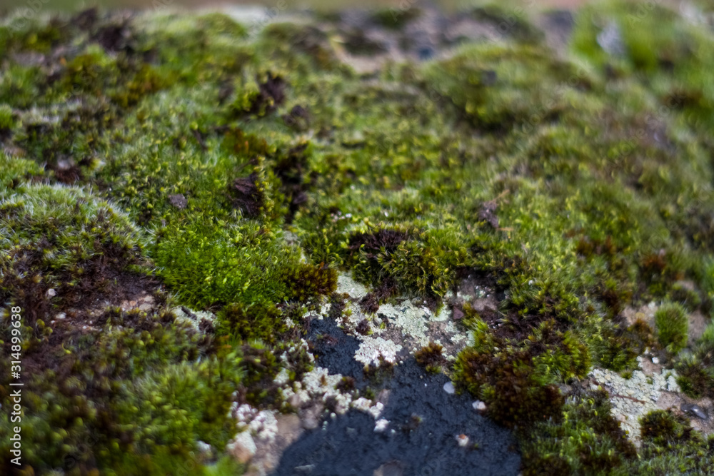 Background or texture of stone and green moss with white spots. Facade of the old building. Plant. Flora. Background or texture of stone and green moss with white spots. Facade of the old building. Plant. Flora.