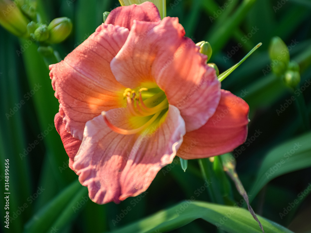 color picture with lily flower fragments on blurred background, close-up view color picture with lily flower fragments on blurred background, close-up view