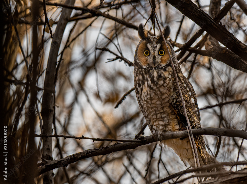 A Long-eared Owl Perched in the Woods A Long-eared Owl Perched in the Woods