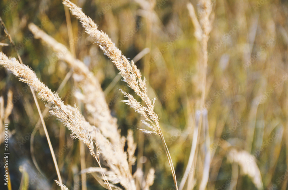 Fototapeta premium Autumn blades of grass lit by the sun sway in the wind close-up