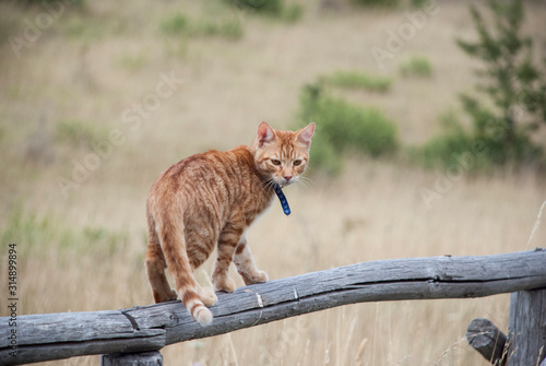 orange cat walking on a fence (ID: 314899894)