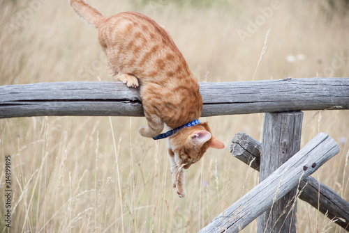 orange cat jumping down a fence (ID: 314899895)