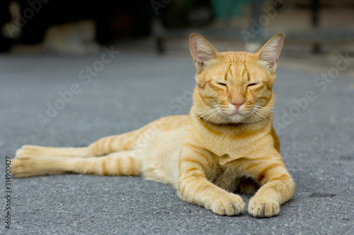 Orange fluffy cat lying down outside on street with her eyes close.