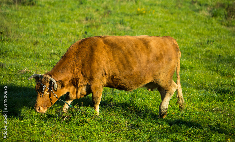 Isolated portuguese breed cow eating grass in a field, Braga outskirts, Minho region, Portugal Isolated portuguese breed cow eating grass in a field, Braga outskirts, Minho region, Portugal