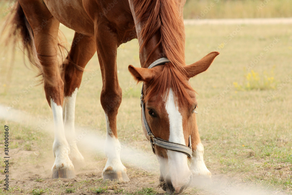 Fototapeta premium horse in the field