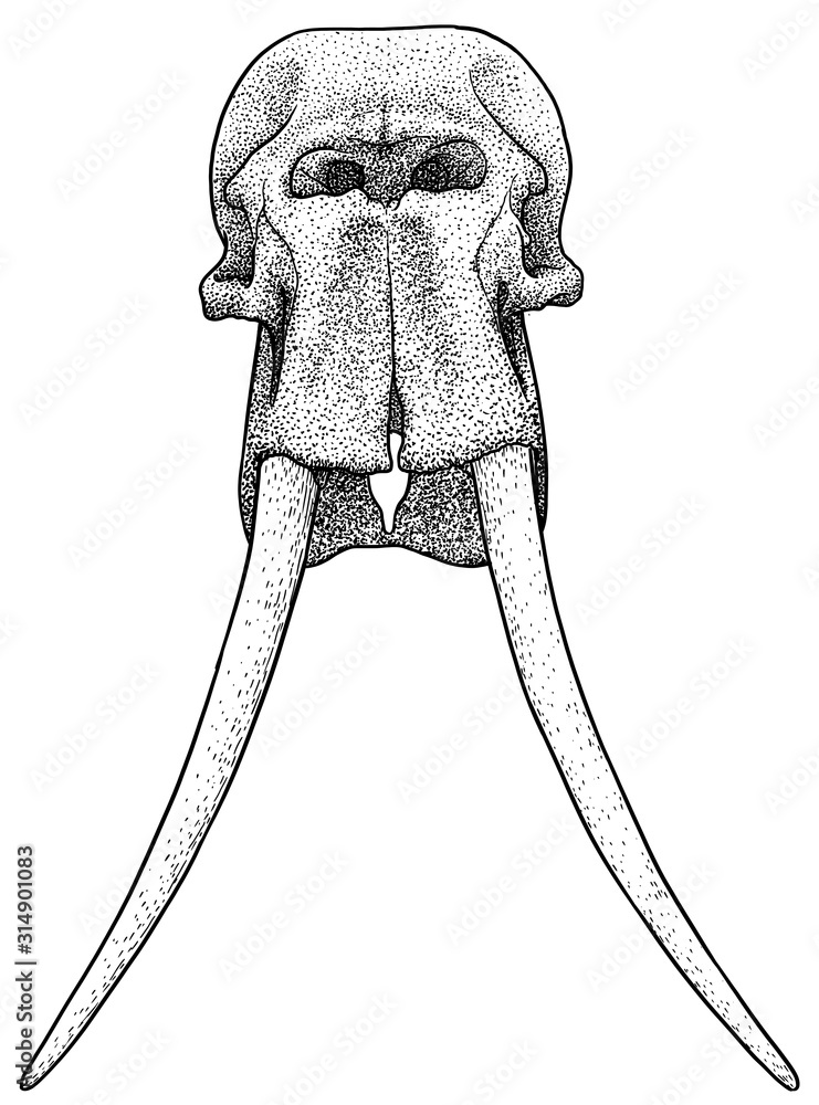 Elephant skull illustration, drawing, engraving, ink, line art, vector