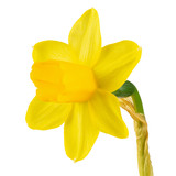 yellow daffodil on a white background
