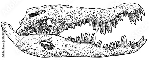 Crocodile skull illustration, drawing, engraving, ink, line art, vector