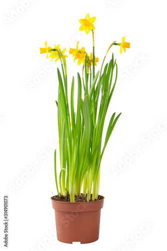 daffodils in a flowerpot isolated