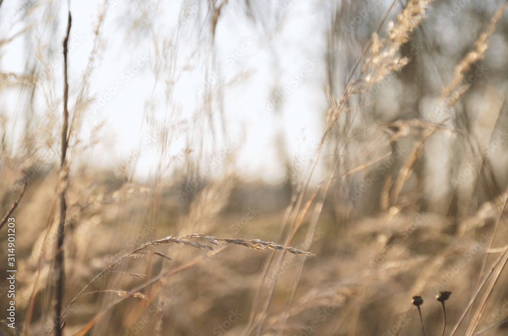 Autumn fluffy grass in a field of bronze color in the afternoon in the sun Autumn fluffy grass in a field of bronze color in the afternoon in the sun