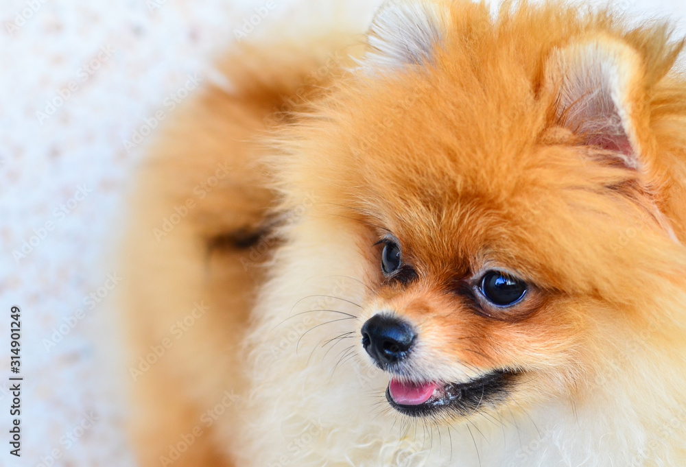 The dog Pomeranian