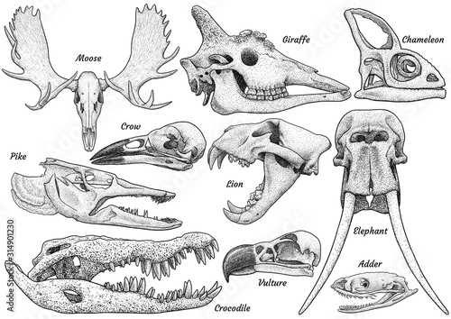 Animal skull collection, illustration, drawing, engraving, ink, line art, vector