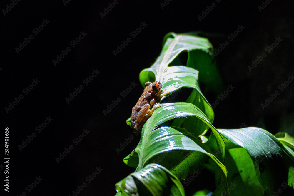 Fototapeta premium Frog found during a night visit to the Monte Verde National Park (Costa Rica)