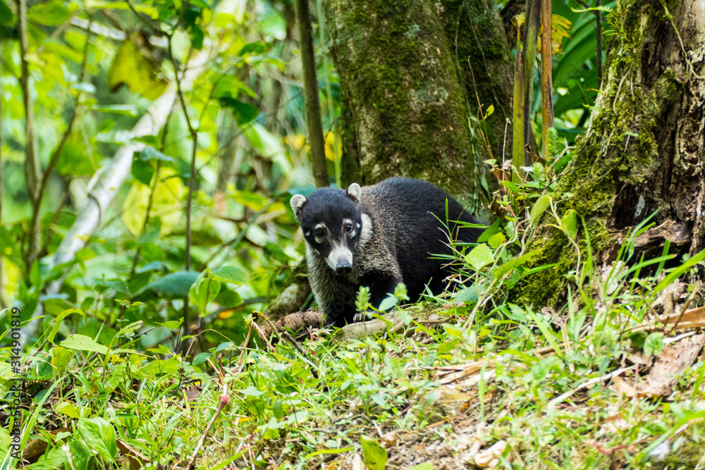 Obraz premium white-nosed coati, Nasua narica, in Costa Rica Manuel Antonio national park