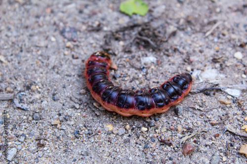 a large caterpillar on the asphalt in the summer  © Elena Bondareva