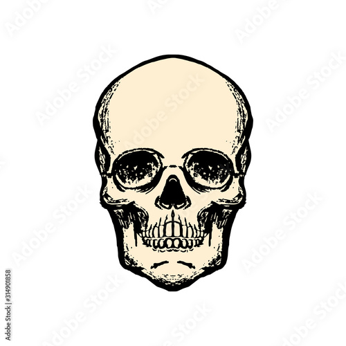 Illustration of human skull in vintage style. Design element for logo, label, sign, emblem, poster. Vector illustration