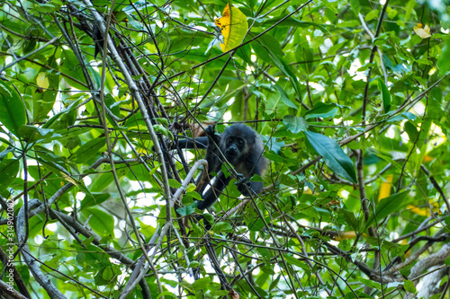 Howler Monkey in the rain forest of costa ricas manuel antonio nation park