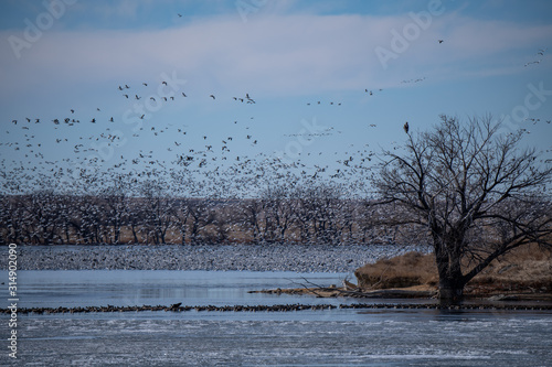 Snow Geese Disperse when a Bald Eagle Shows up