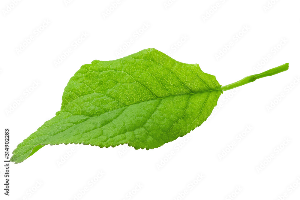 Fototapeta premium Plum leaves isolated on white background, full depth of field.
