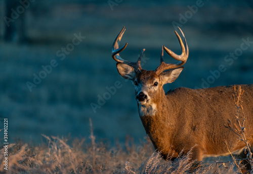 A White-tailed Deer Buck on the Plains of Colorado in Autumn