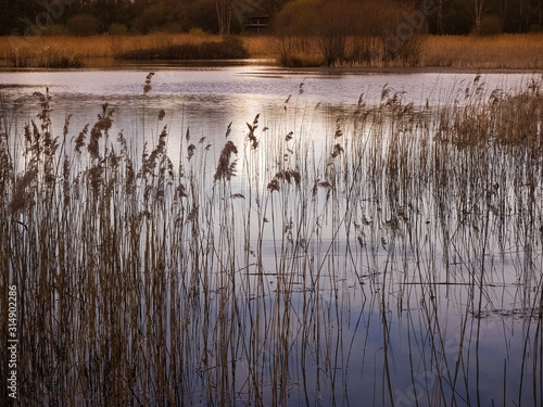 Fototapeta Reeds and lake in golden afternoon sunlight at Potteric Carr Nature Reserve, Sou