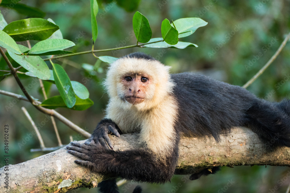 White-faced monkey (Capuchin Monkey) in tropical rain forest in Costa Rica Manuel Antonio National Park White-faced monkey (Capuchin Monkey) in tropical rain forest in Costa Rica Manuel Antonio National Park