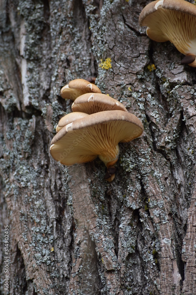 Fototapeta premium Oyster mushroom