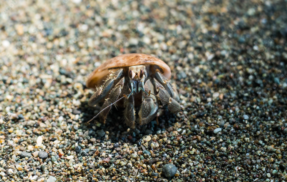 Halloween Crab at Costa Ricas tropical beach close to the rain forest in central america