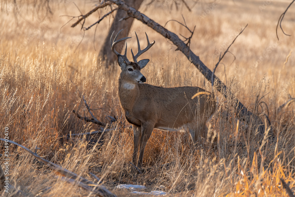 A White-tailed Deer Buck on the Plains of Colorado in Autumn A White-tailed Deer Buck on the Plains of Colorado in Autumn