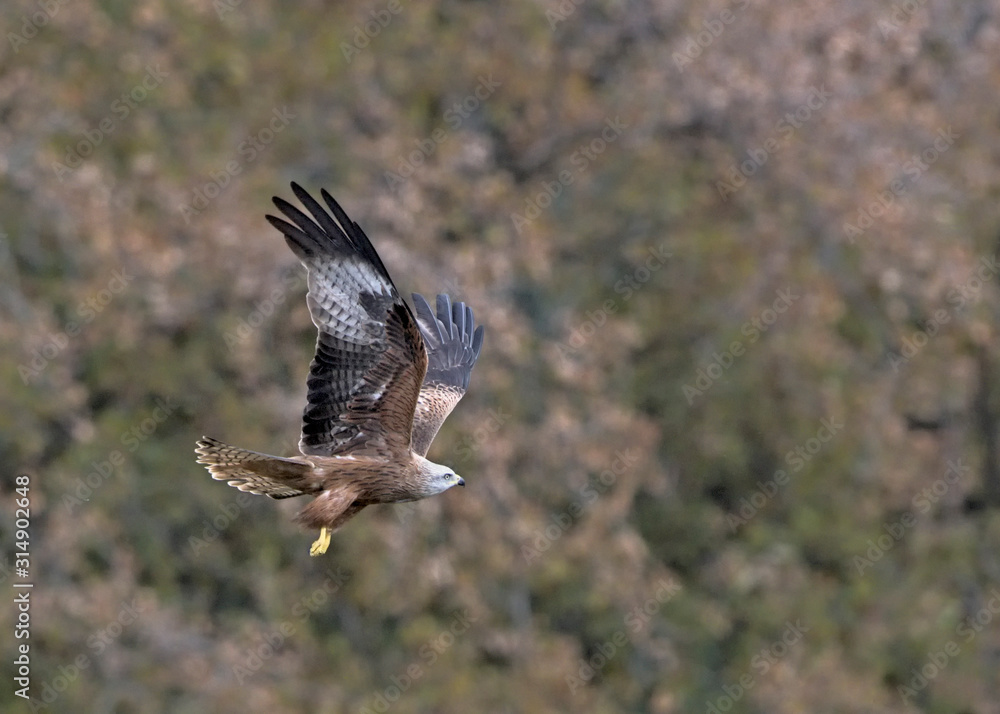 Obraz premium Red Kite (Milvus milvus), Crete