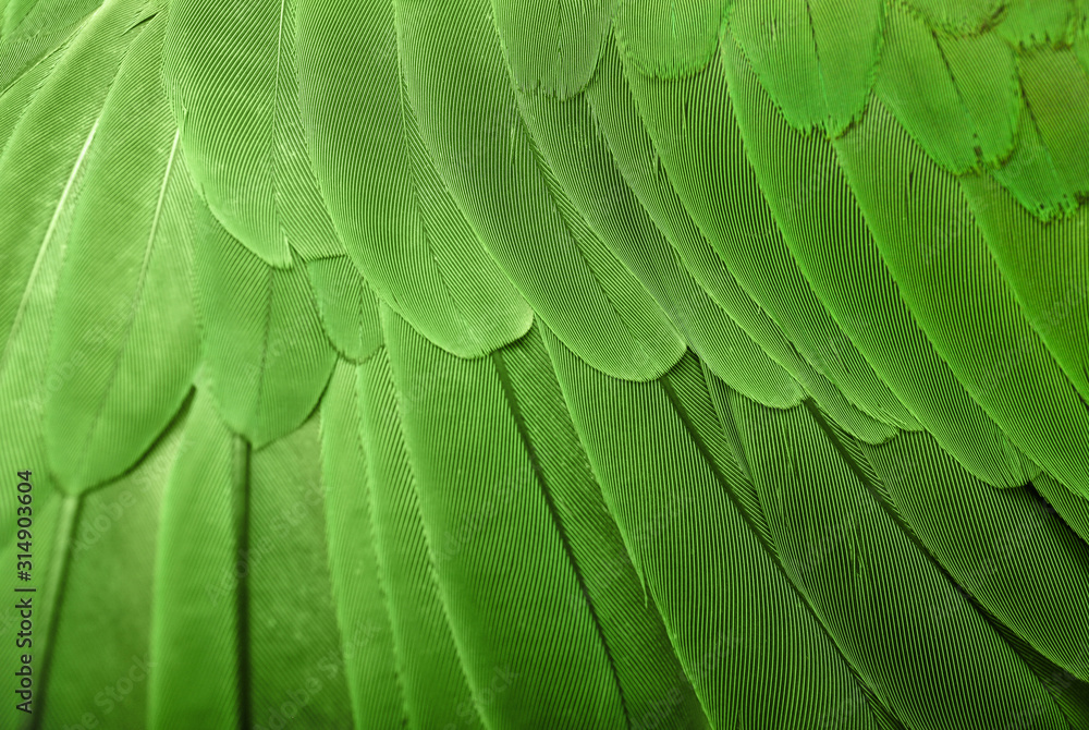 Obraz premium Colorful feathers of Alexandrine Parakeet as background, closeup