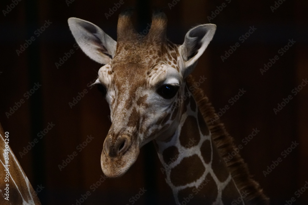 Naklejka premium Giraffe