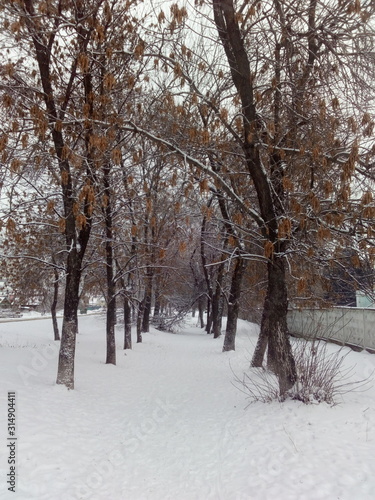 park in winter © Дмитрий Морозов