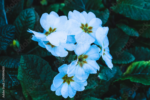 white flowers on blue background