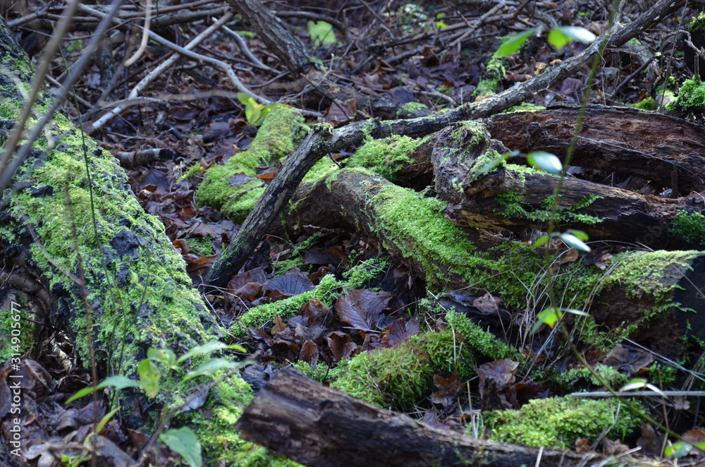 green moss on tree trunk green moss on tree trunk
