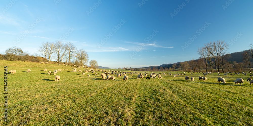 Schafherde Schafherde