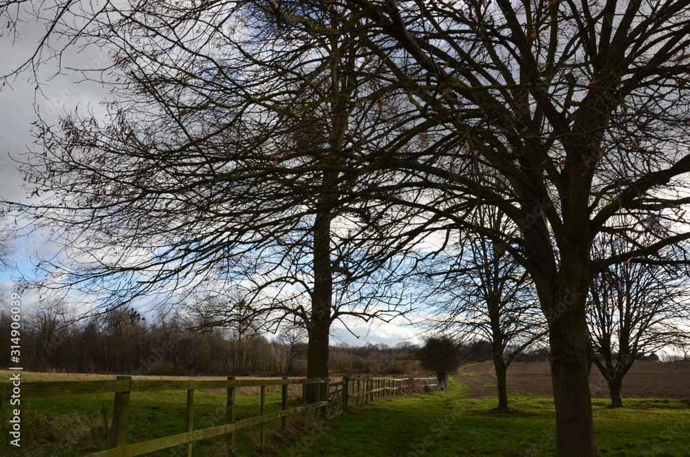 Landscape with trees and blue sky Landscape with trees and blue sky