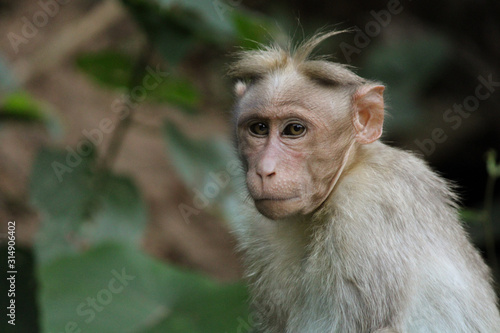 Monkey at thenmala photo