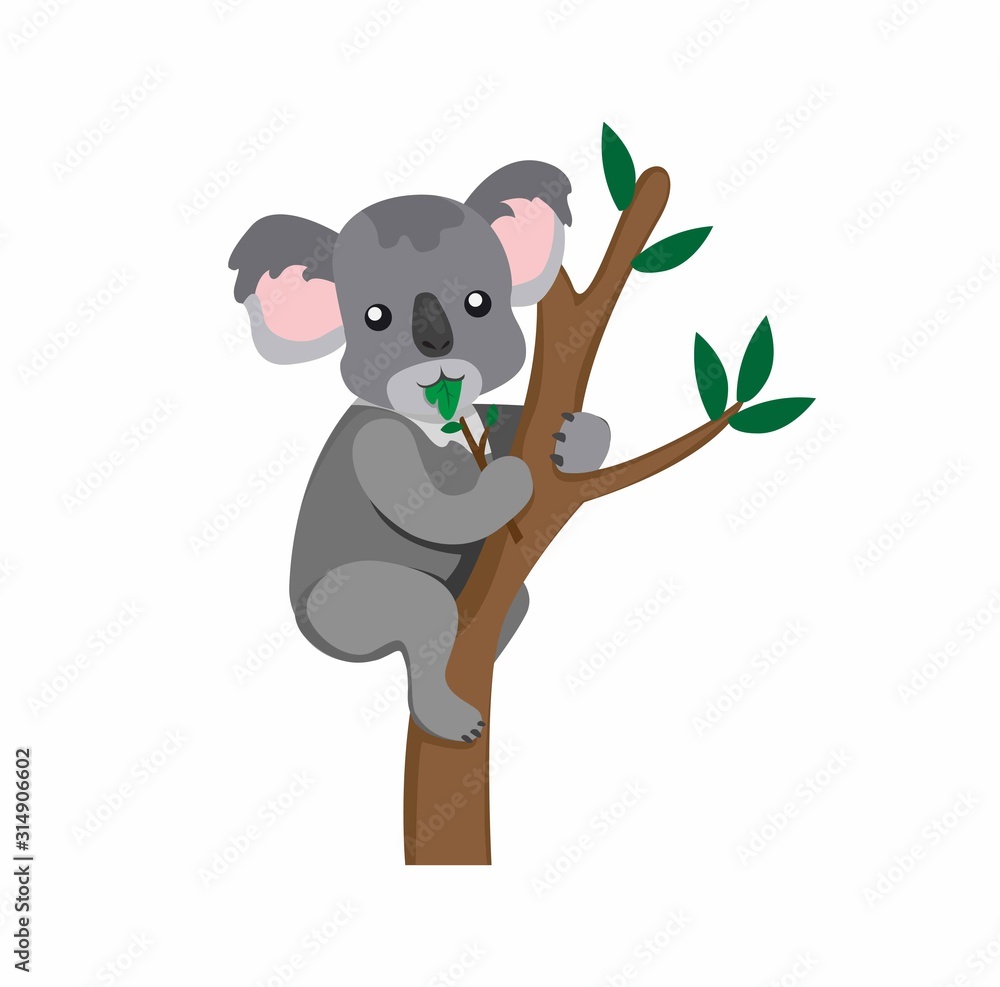 Fototapeta premium Koala eating eucalyptus leaves, marsupial animal from australia cartoon flat illustration vector isolated in white background