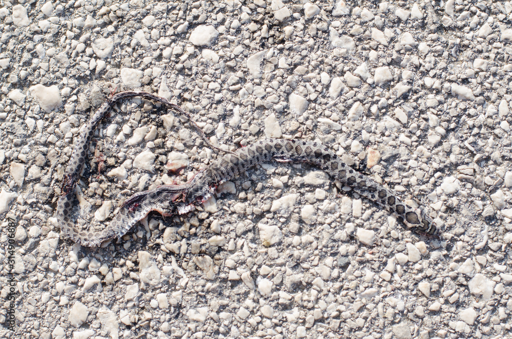 dried snake on the road, nice background, asphalt road and rough surface dried snake on the road, nice background, asphalt road and rough surface