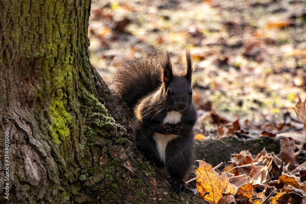 Naklejka premium Squirrel